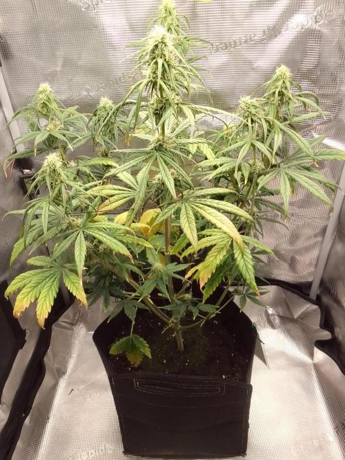 Mars is super boofing. Week 7 - Day 43
