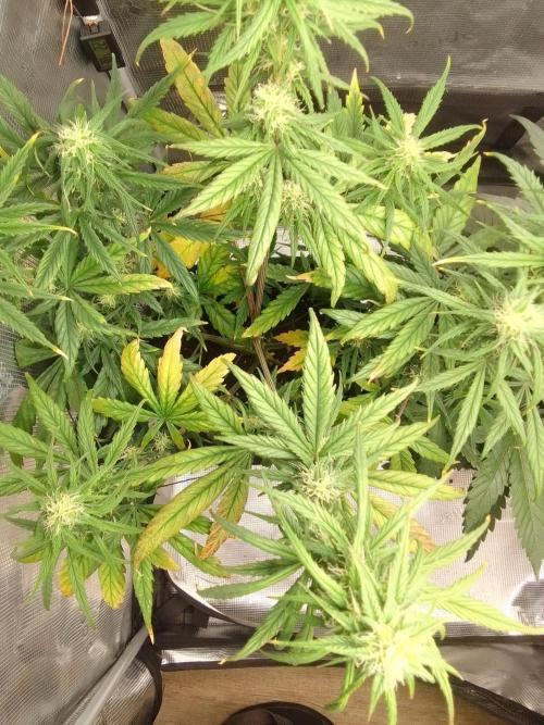 Mars is super boofing. Week 7 - Day 44