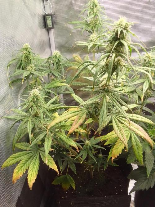 Mars is super boofing. Week 7 - Day 44