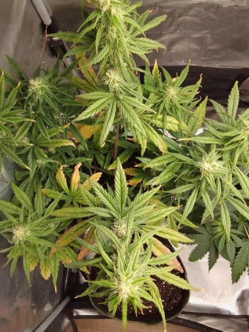 Mars is super boofing. Week 7 - Day 45