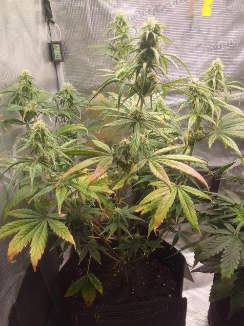 Mars is super boofing. Week 7 - Day 45