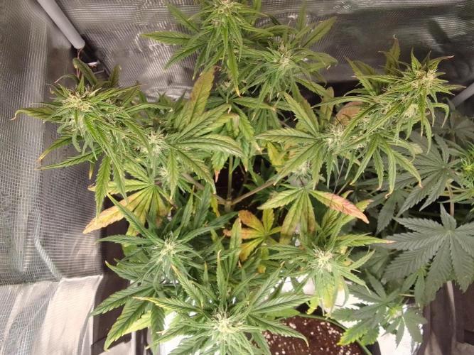 Mars is super boofing. Week 7 - Day 47