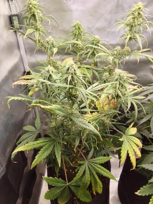Mars is super boofing. Week 7 - Day 47