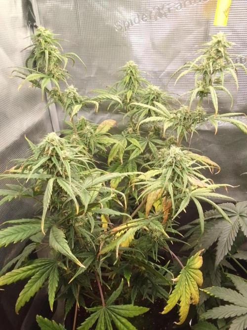 Mars is super boofing. Week 7 - Day 48