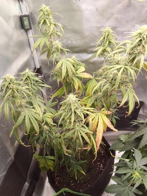 Mars is super boofing. Week 7 - Day 49