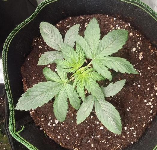 Are there Northern Lights on Mars?. Week 3 - Day 15