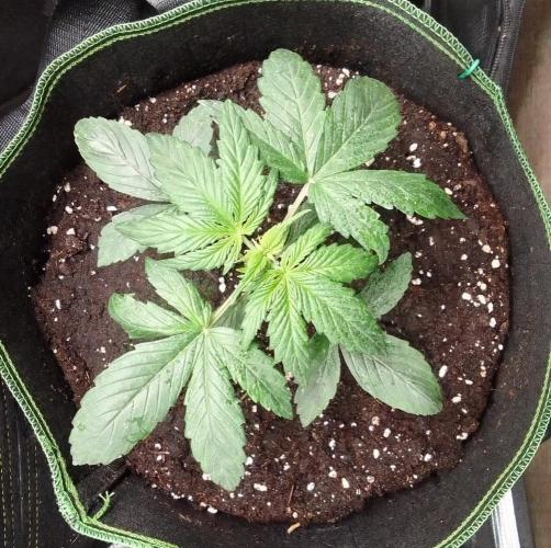 Are there Northern Lights on Mars?. Week 3 - Day 16