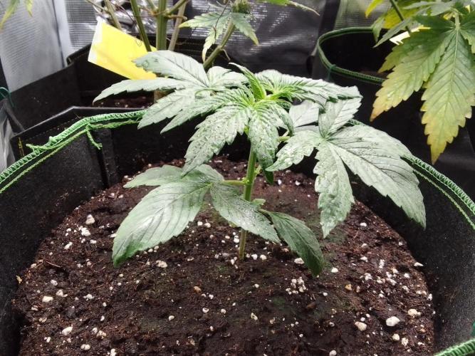 Are there Northern Lights on Mars?. Week 3 - Day 17