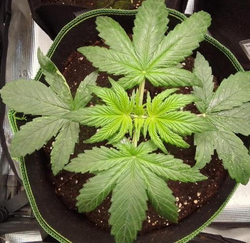 Are there Northern Lights on Mars?. Week 3 - Day 18