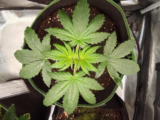 Are there Northern Lights on Mars?. Week 3 - Day 19