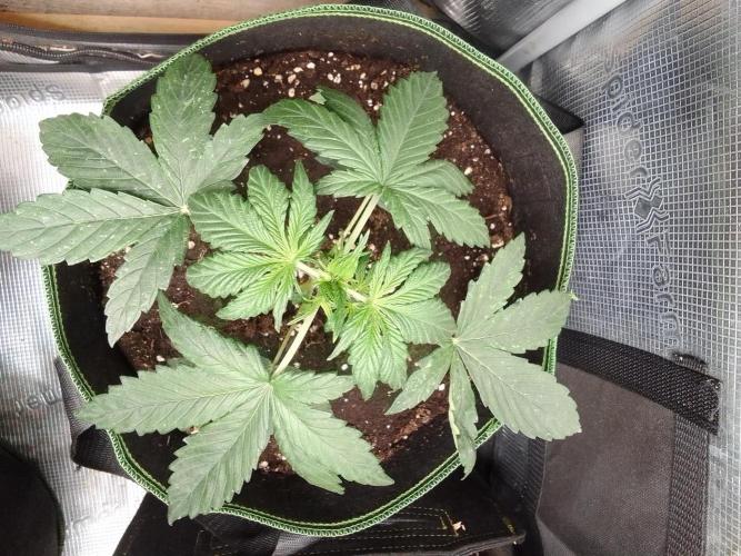 Are there Northern Lights on Mars?. Week 3 - Day 20
