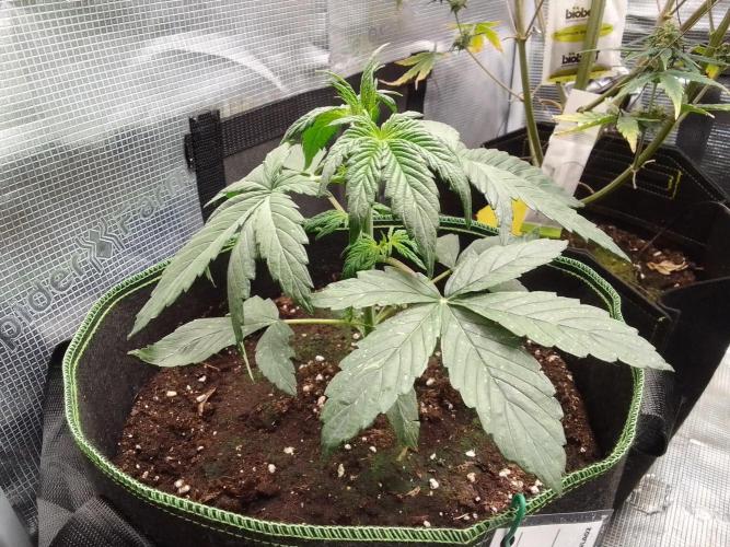 Are there Northern Lights on Mars?. Week 3 - Day 20