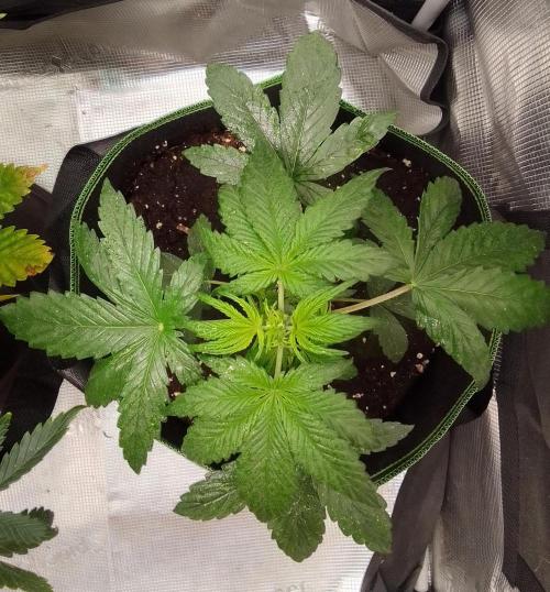 Are there Northern Lights on Mars?. Week 3 - Day 21