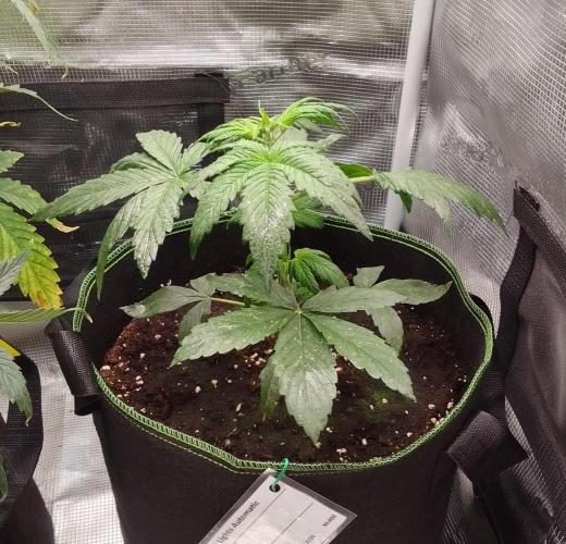 Are there Northern Lights on Mars?. Week 3 - Day 21