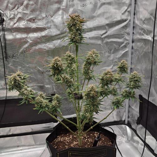 Venus takes on a tropical cherry. Week 9 - Day 60