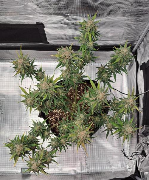 Venus takes on a tropical cherry. Week 9 - Day 63