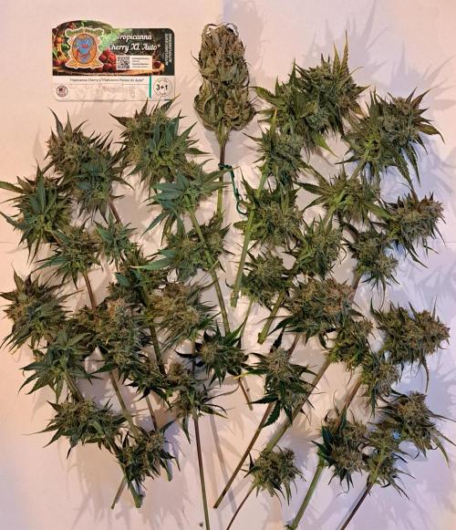 Venus takes on a tropical cherry. Week 9 - Day 63