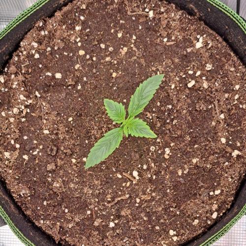 Gorilla with Z on Mars. Week 2 - Day 8