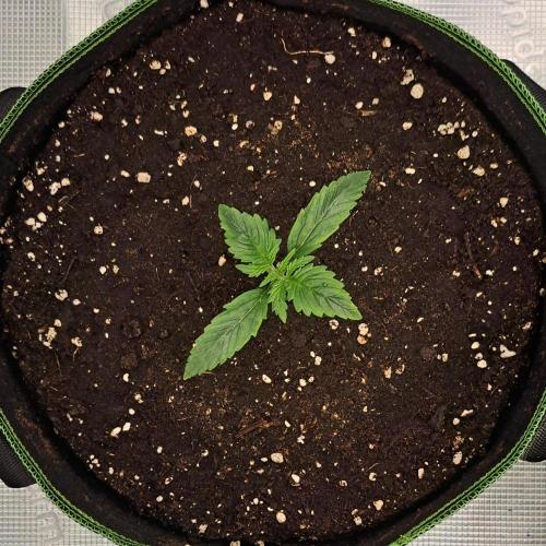 Gorilla with Z on Mars. Week 2 - Day 9