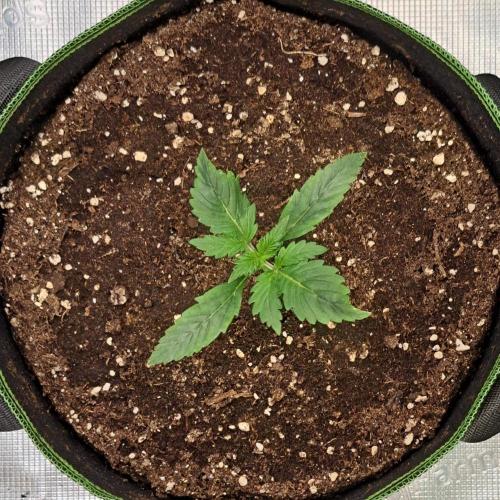 Gorilla with Z on Mars. Week 2 - Day 10