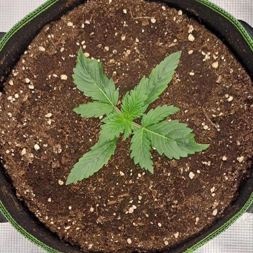 Gorilla with Z on Mars. Week 2 - Day 11