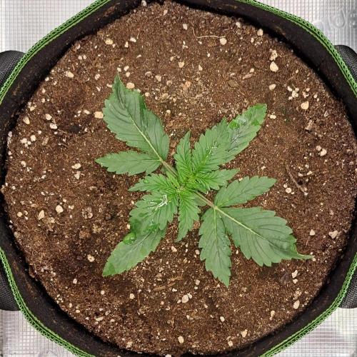 Gorilla with Z on Mars. Week 2 - Day 12