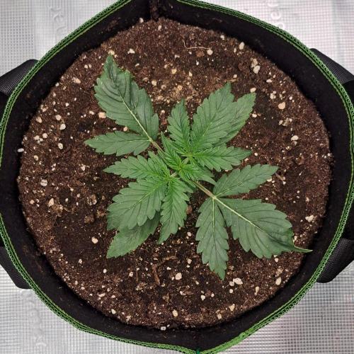 Gorilla with Z on Mars. Week 2 - Day 13