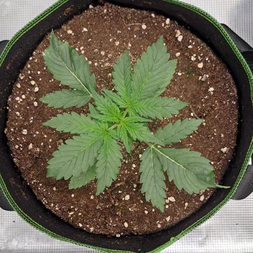 Gorilla with Z on Mars. Week 2 - Day 14