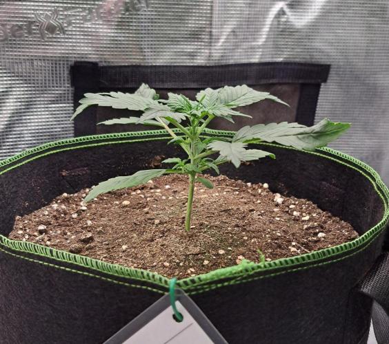 Gorilla with Z on Mars. Week 2 - Day 14