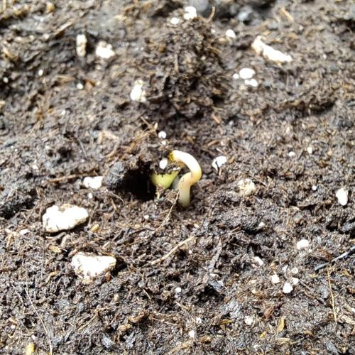 More Bananas for Venus. Week 0 - Day 0 (restart)