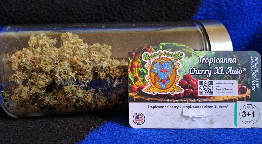 Venus takes on a tropical cherry. Week 9 - Day 70
