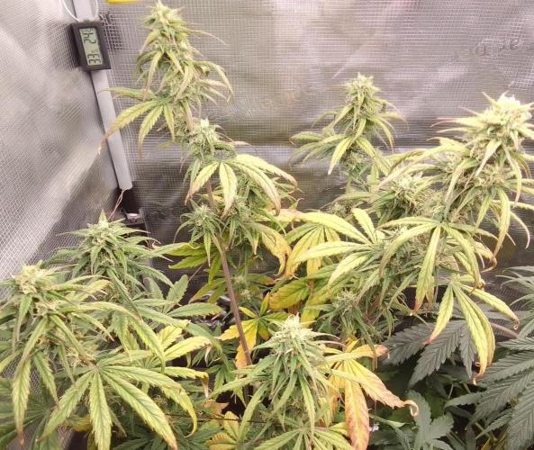 Mars is super boofing. Week 8 - Day 50