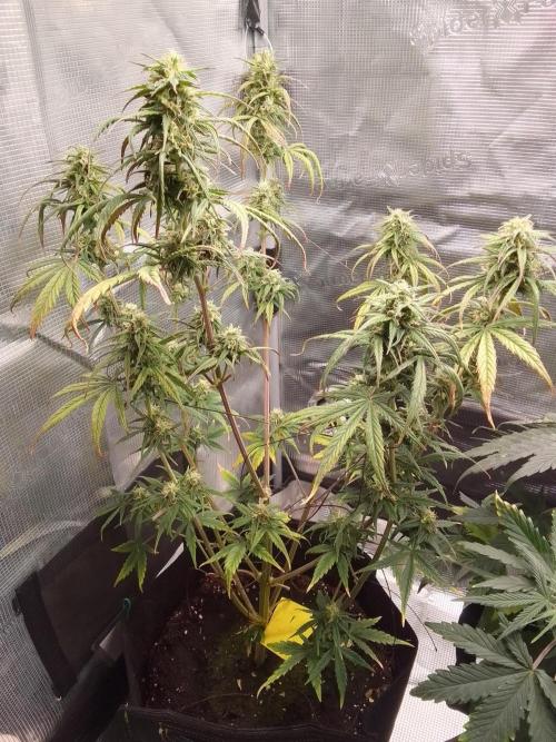 Mars is super boofing. Week 8 - Day 51