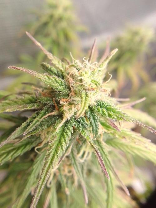 Mars is super boofing. Week 8 - Day 52