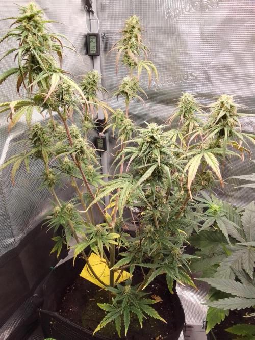 Mars is super boofing. Week 8 - Day 53