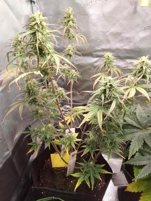 Mars is super boofing. Week 8 - Day 54