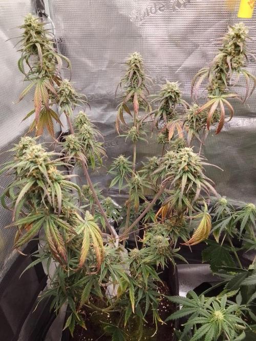 Mars is super boofing. Week 8 - Day 55