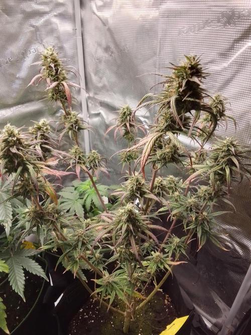 Mars is super boofing. Week 8 - Day 56