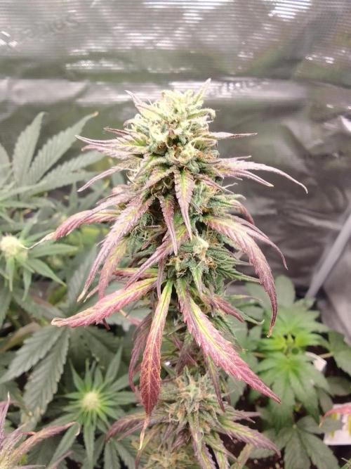 Mars is super boofing. Week 8 - Day 56