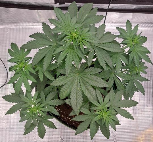 Purple Bananas spotted on Venus. Week 5 - Day 29