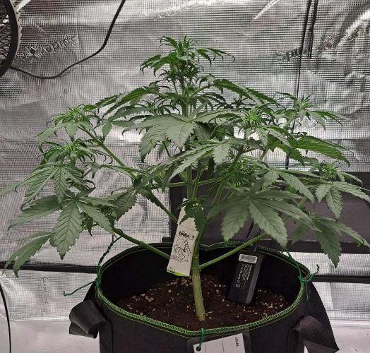 Purple Bananas spotted on Venus. Week 5 - Day 29