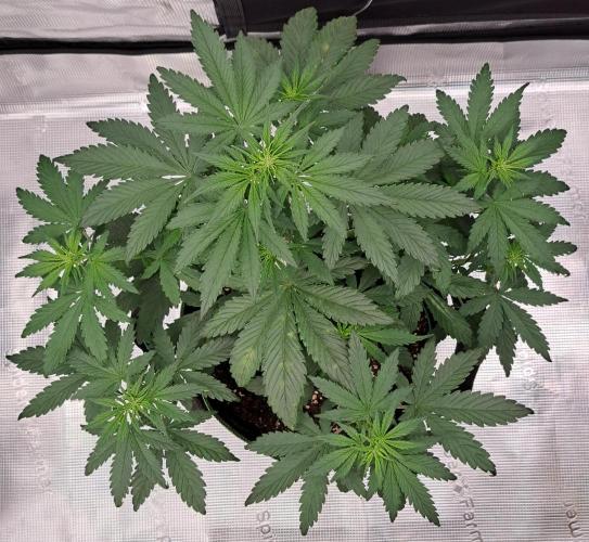 Purple Bananas spotted on Venus. Week 5 - Day 30