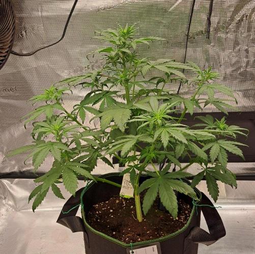 Purple Bananas spotted on Venus. Week 5 - Day 30