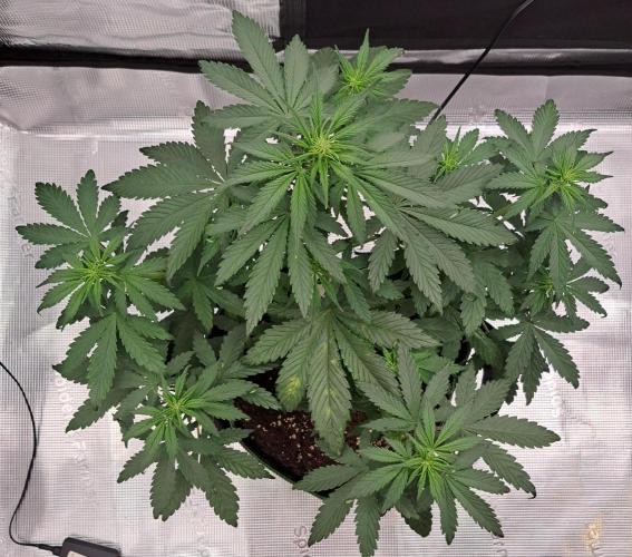 Purple Bananas spotted on Venus. Week 5 - Day 31