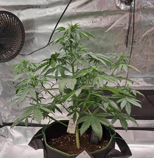 Purple Bananas spotted on Venus. Week 5 - Day 31