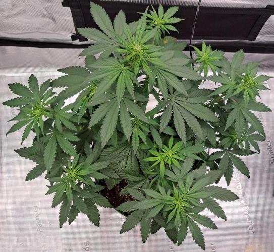 Purple Bananas spotted on Venus. Week 5 - Day 32