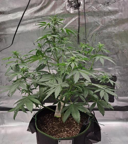 Purple Bananas spotted on Venus. Week 5 - Day 32