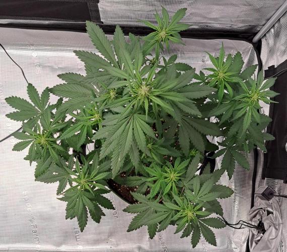 Purple Bananas spotted on Venus. Week 5 - Day 34