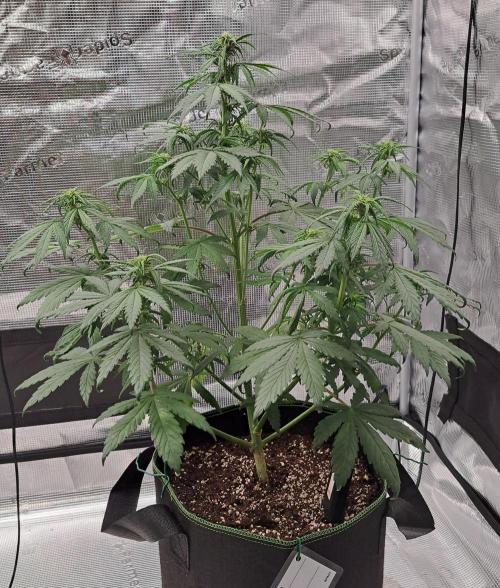 Purple Bananas spotted on Venus. Week 5 - Day 34