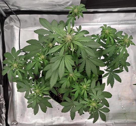 Purple Bananas spotted on Venus. Week 5 - Day 35